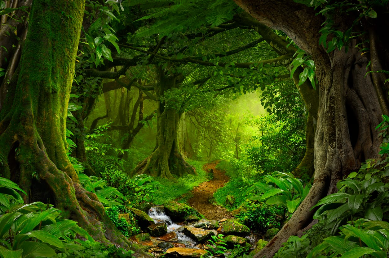 Imagination Meditation: In the Forest