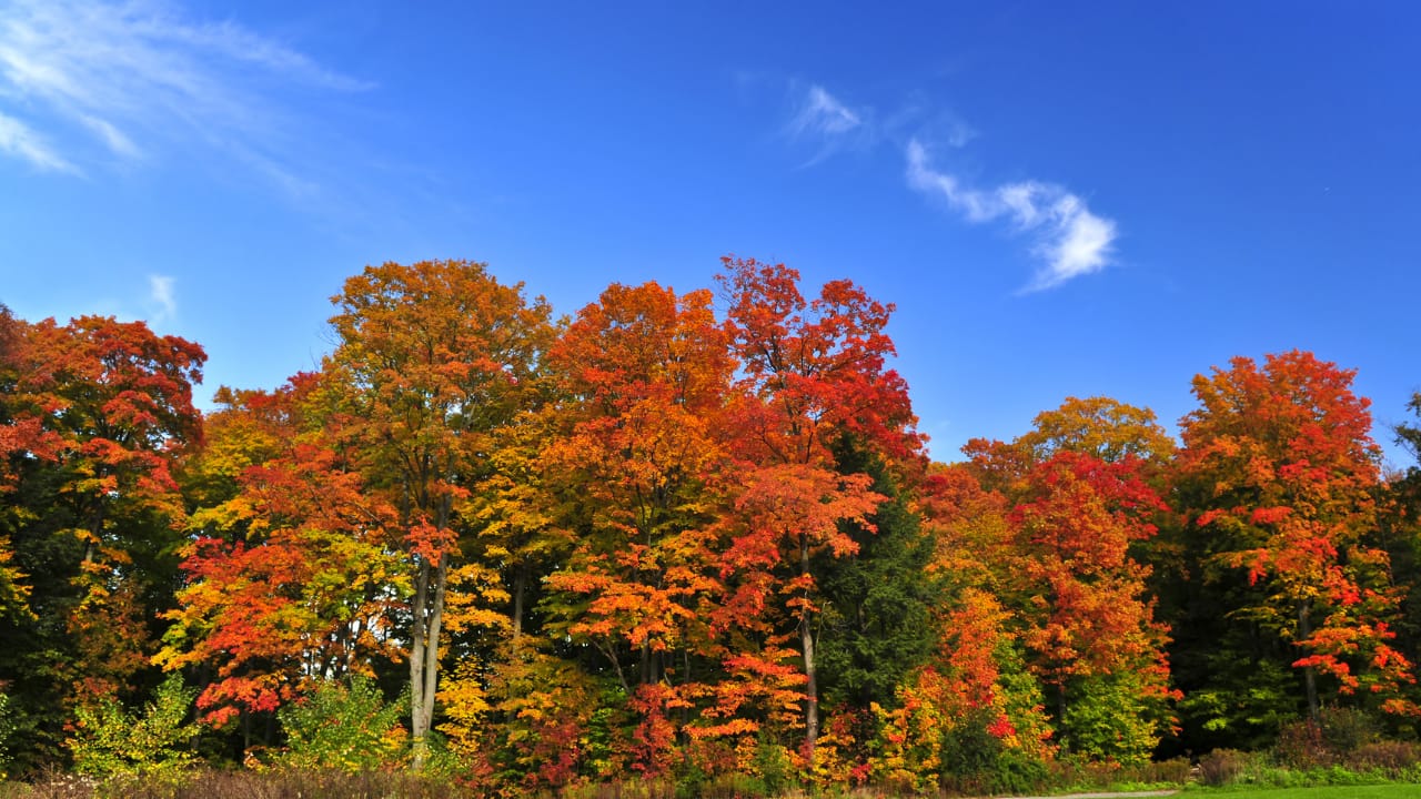 Guided Imagination Meditation: Autumn Colors