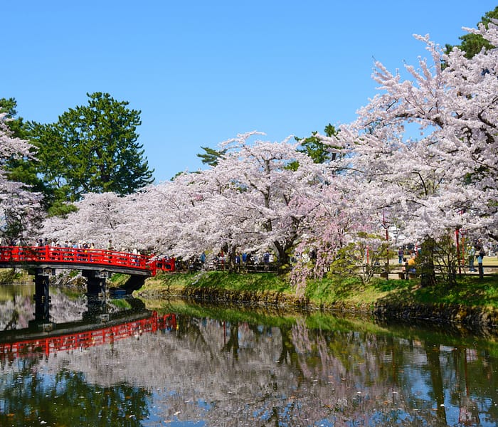 Imagination Meditation: Cherry Blossoms